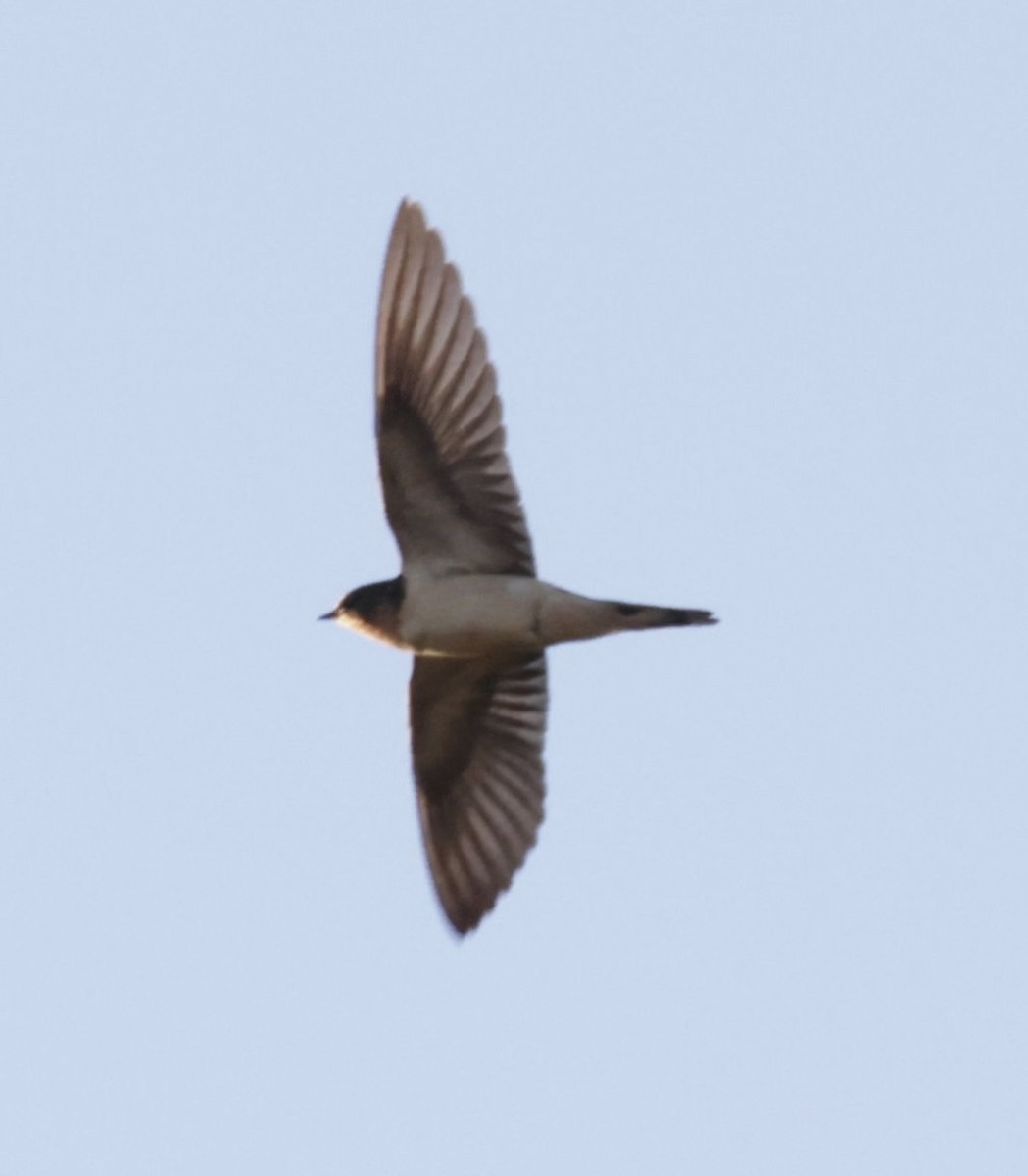 Barn Swallow - ML489790521