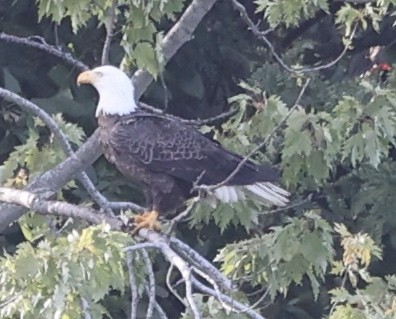 Bald Eagle - ML489790671