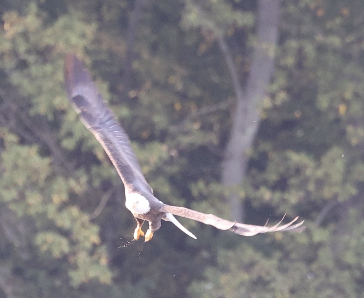Bald Eagle - ML489790681