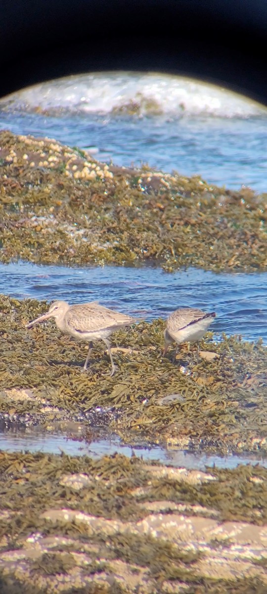 Hudsonian Godwit - ML489792831