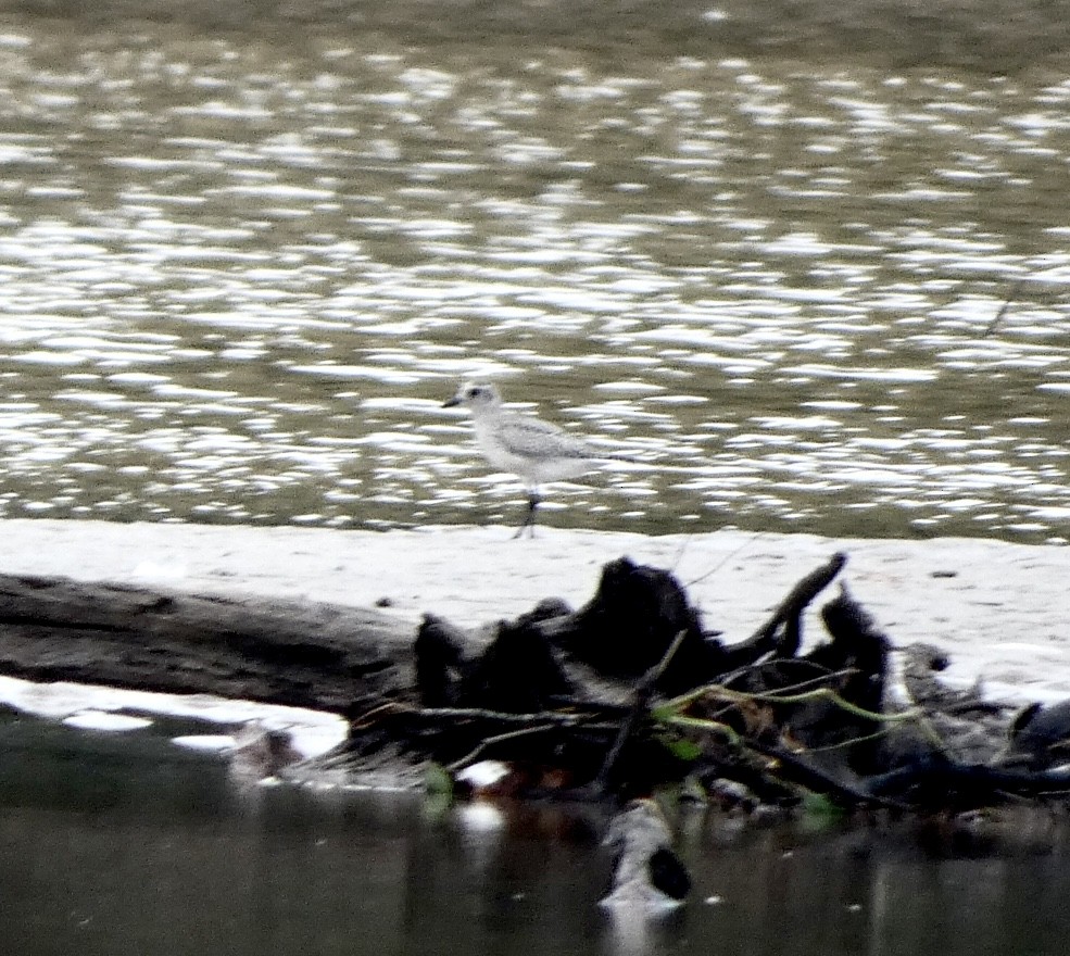 Black-bellied Plover - ML489793751