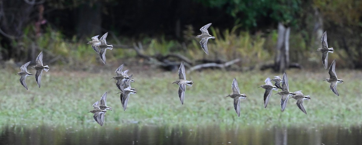 Pectoral Sandpiper - ML489793771