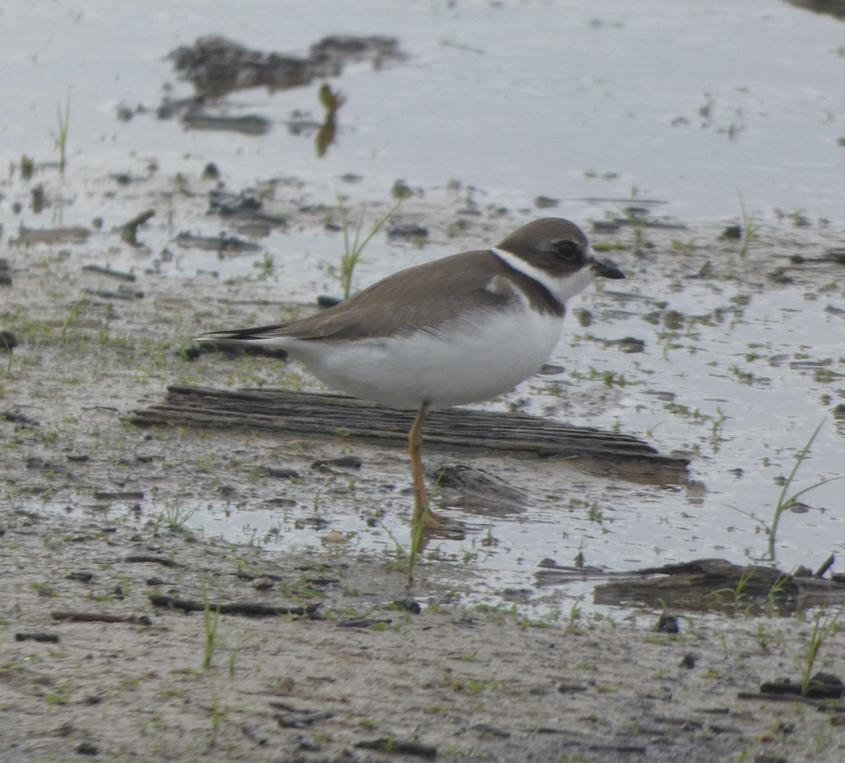 Semipalmated Plover - ML489793791