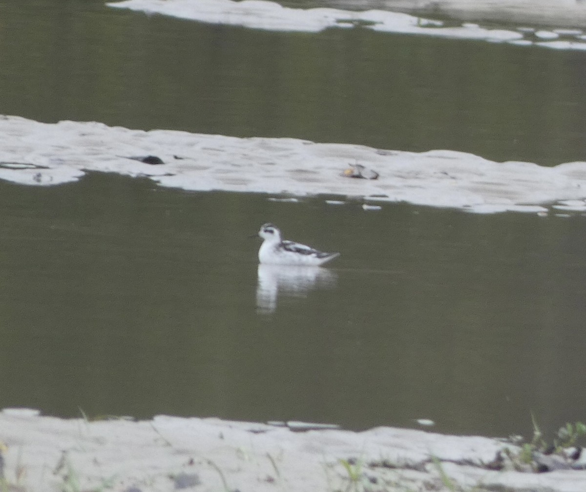 Red-necked Phalarope - ML489794061