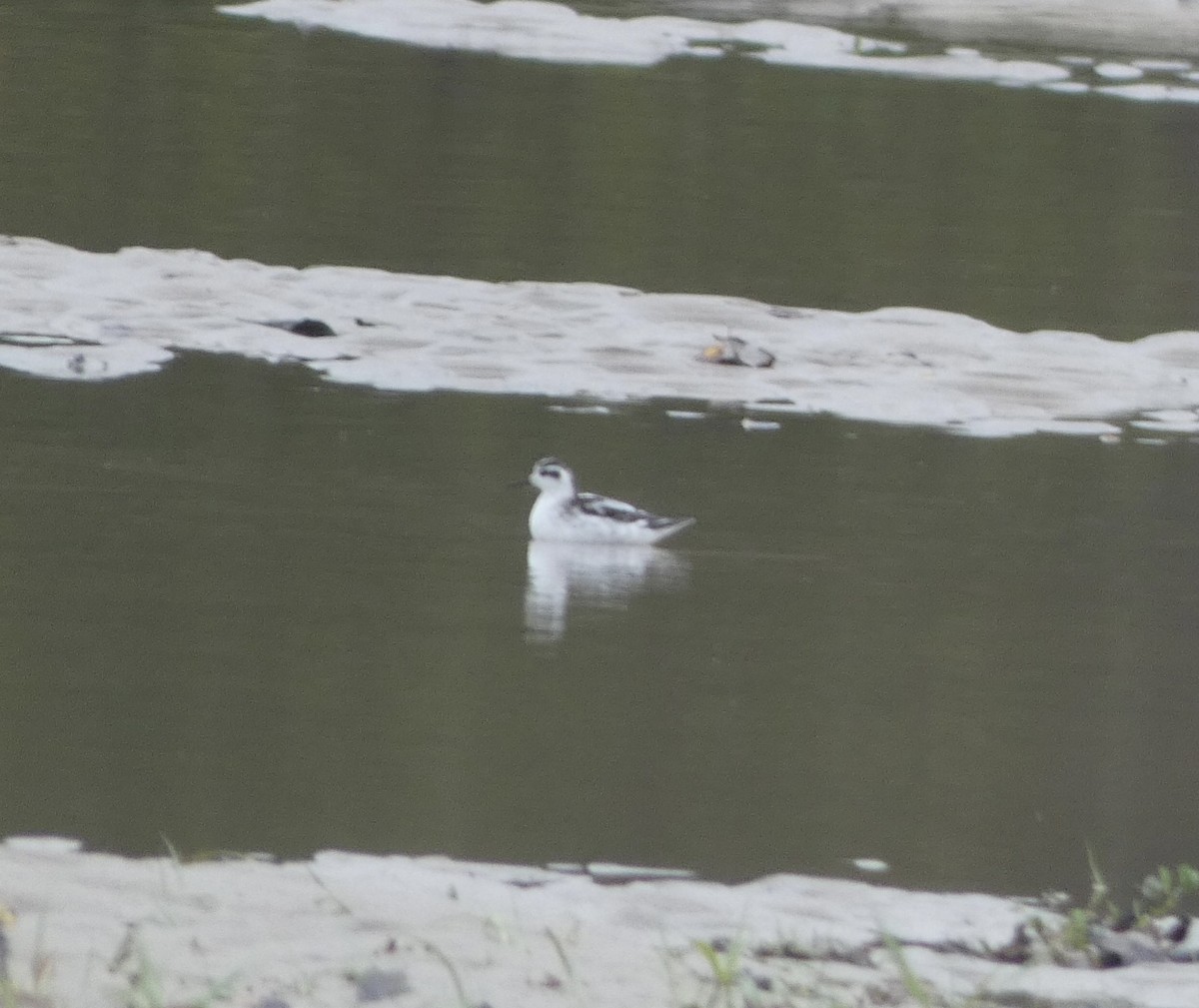 Red-necked Phalarope - Noah Rokoske