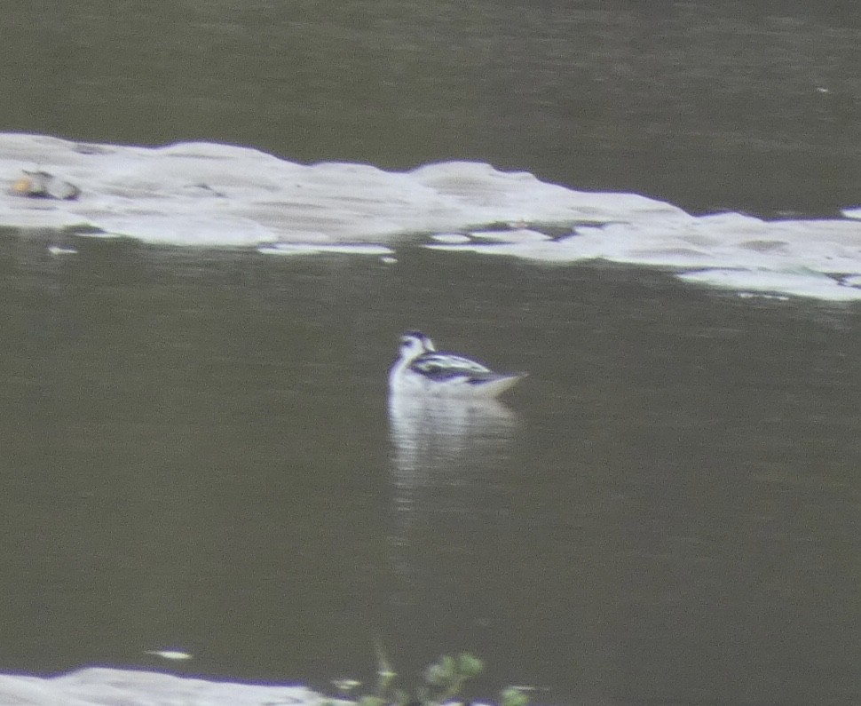 Red-necked Phalarope - ML489794071