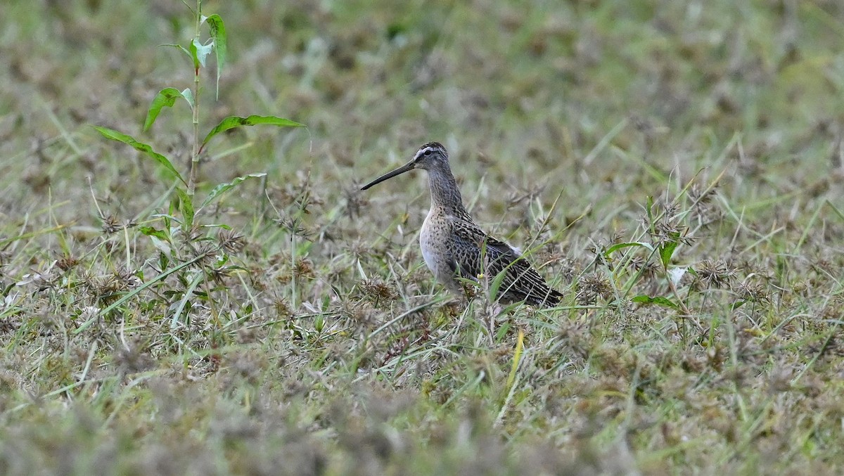 Short-billed Dowitcher - ML489794101