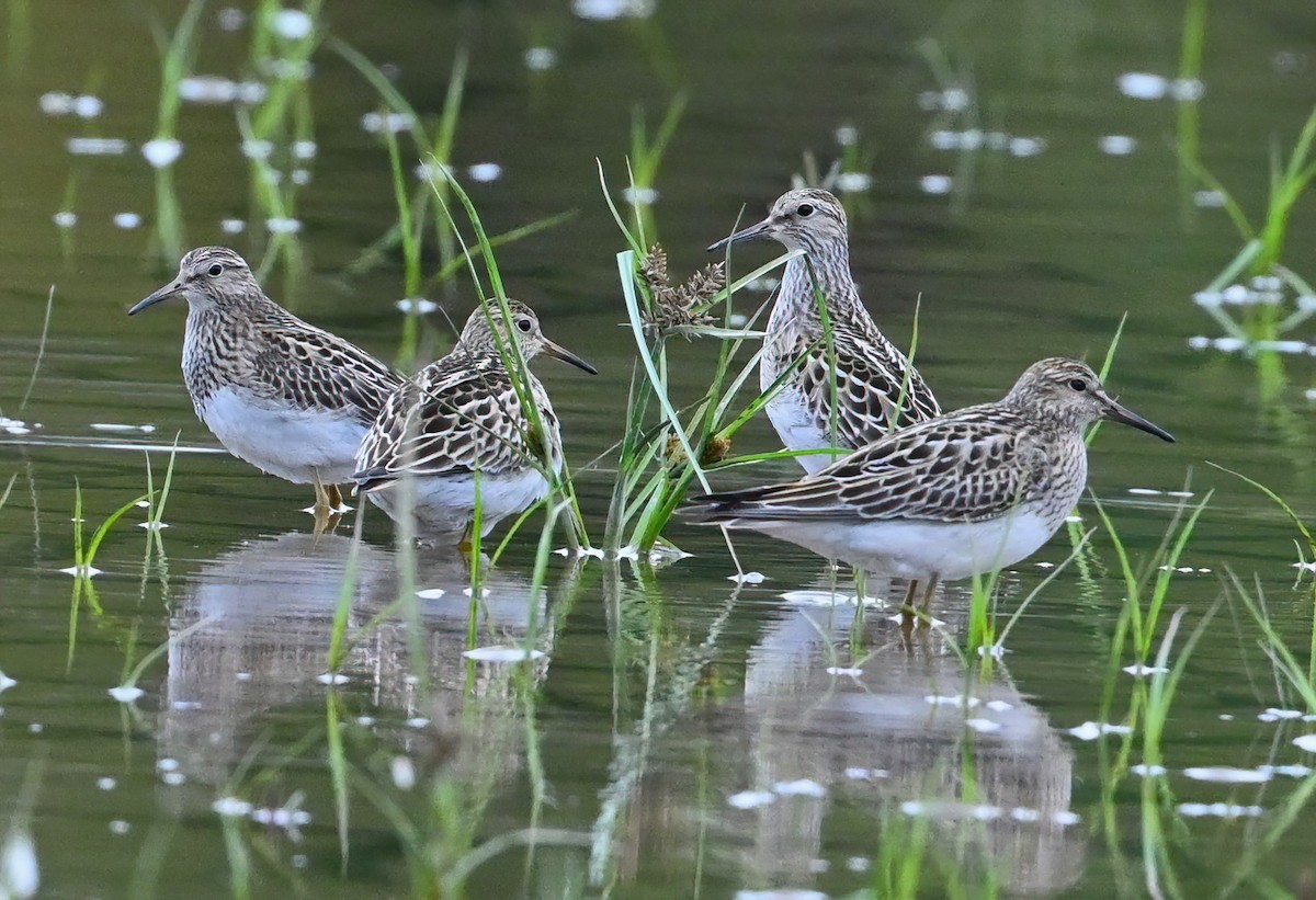 Pectoral Sandpiper - ML489794201