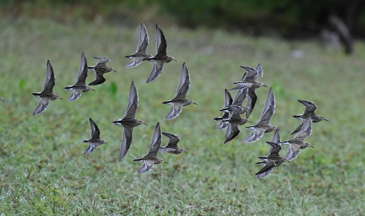 Pectoral Sandpiper - ML489794511