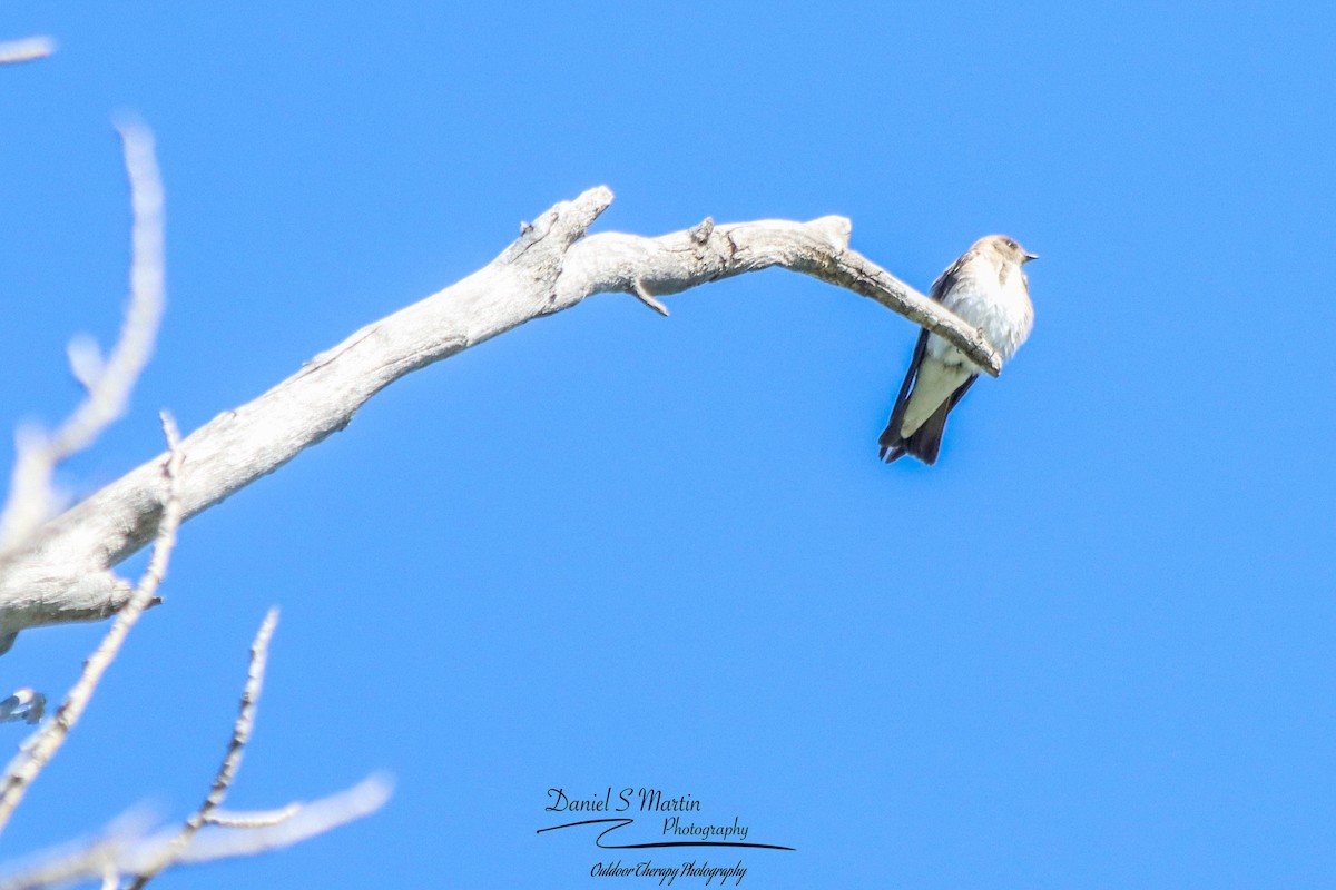 Northern Rough-winged Swallow - Daniel Martin