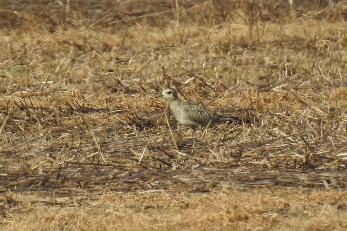 American Golden-Plover - ML489795201