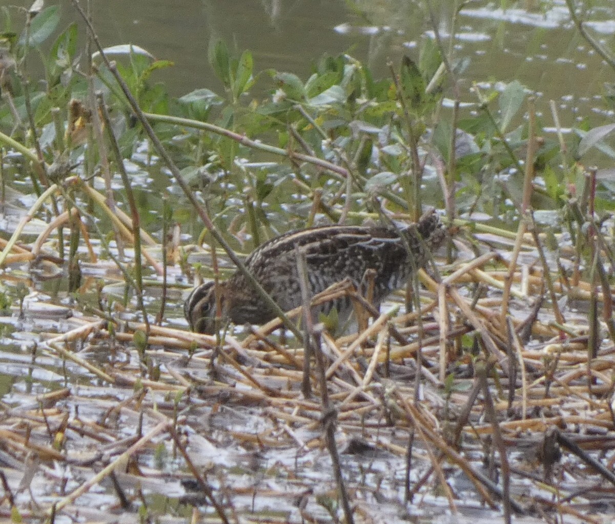 Wilson's Snipe - ML489795791