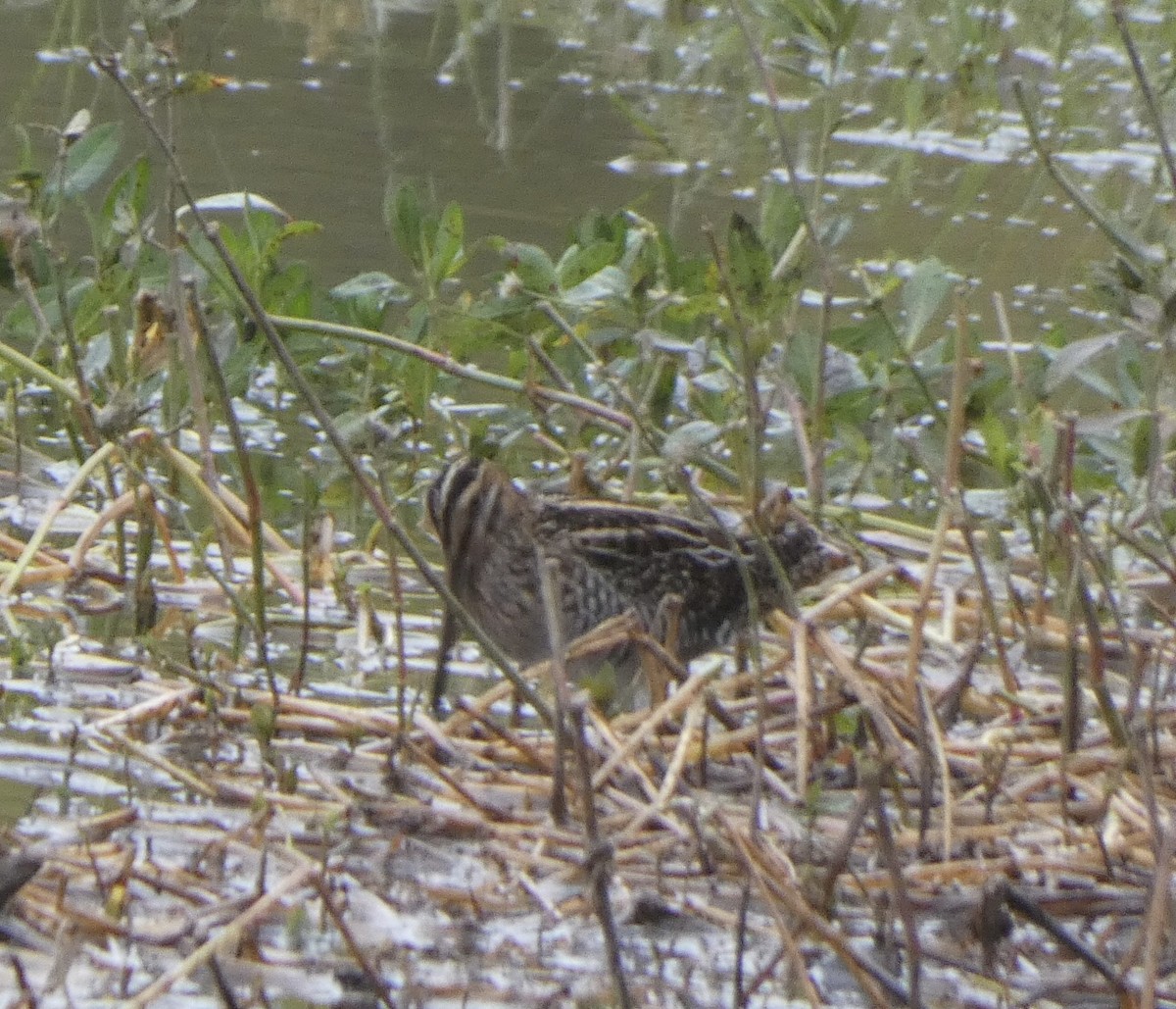Wilson's Snipe - ML489795801