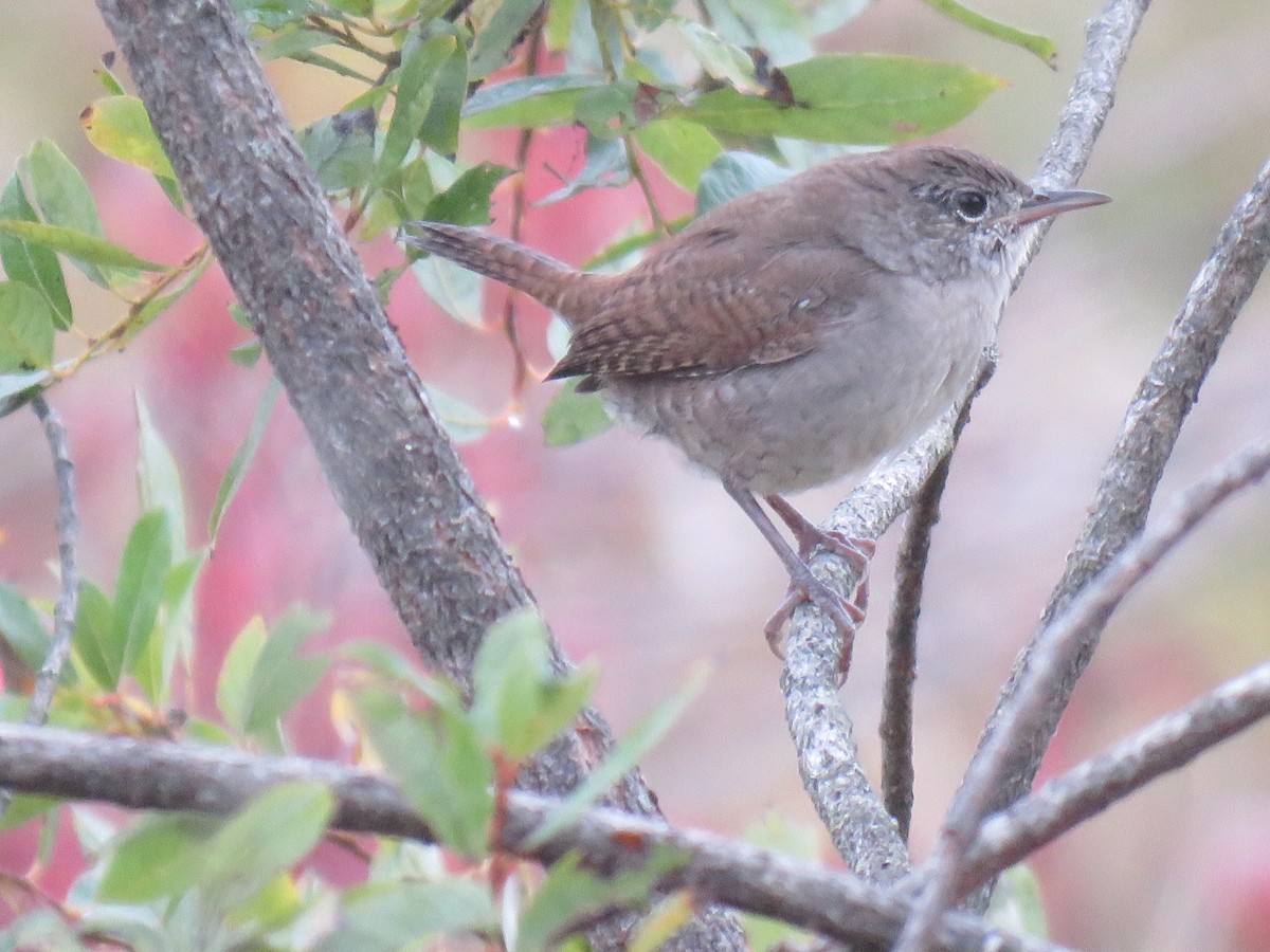 House Wren - ML489795891