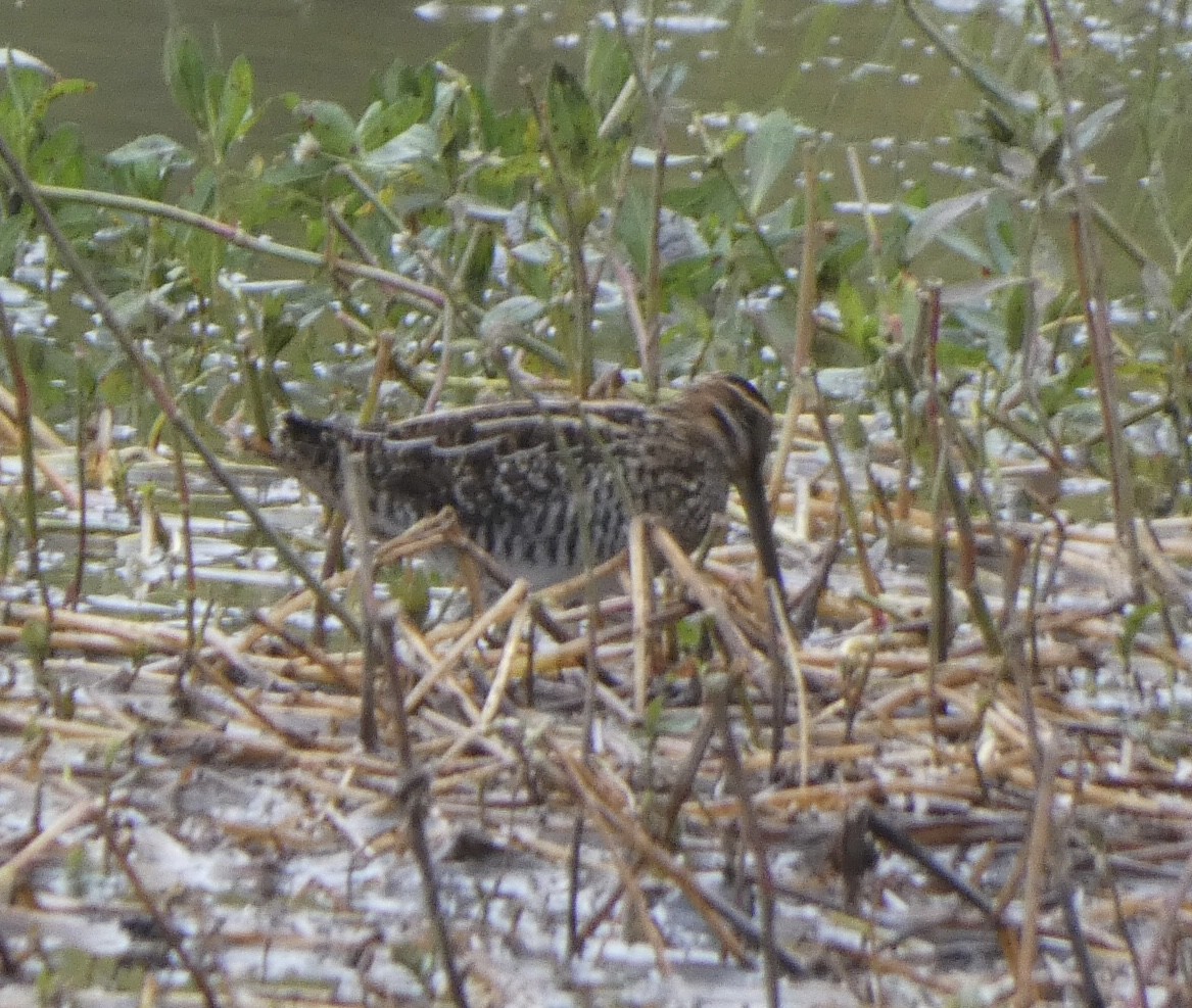 Wilson's Snipe - ML489796031