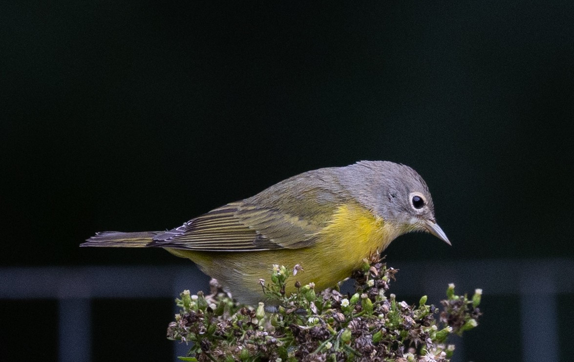 Nashville Warbler - Jason Forbes