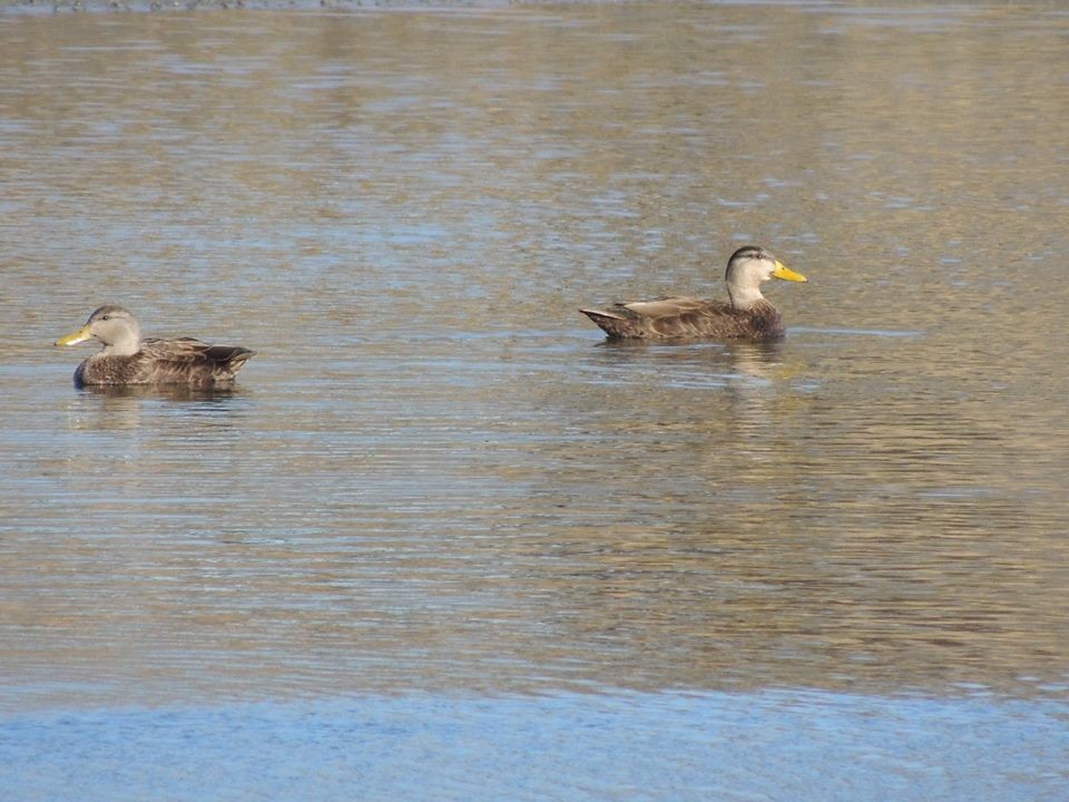 American Black Duck - Elissa Johnson