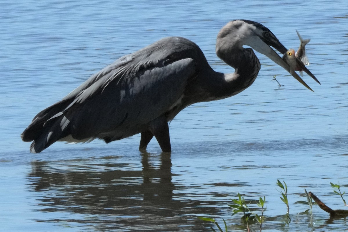 Great Blue Heron - ML489798441