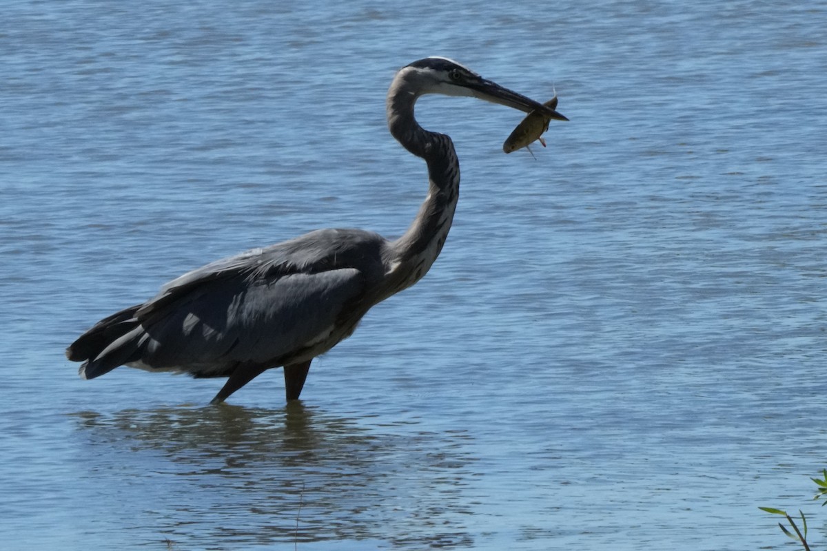 Great Blue Heron - ML489798521