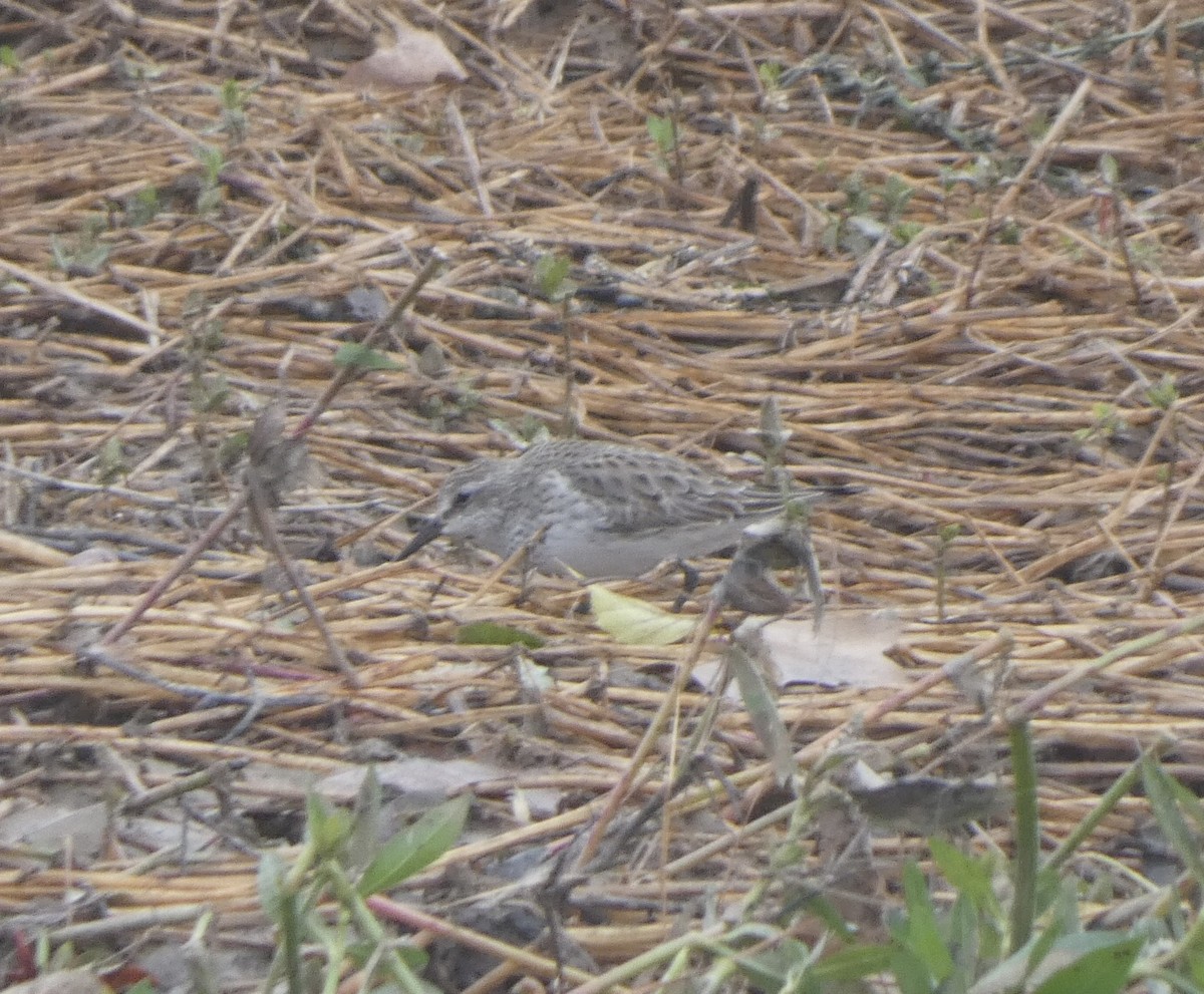 White-rumped Sandpiper - ML489798701