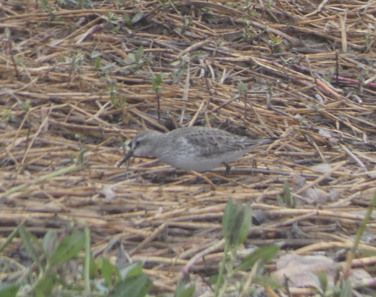 White-rumped Sandpiper - ML489798711