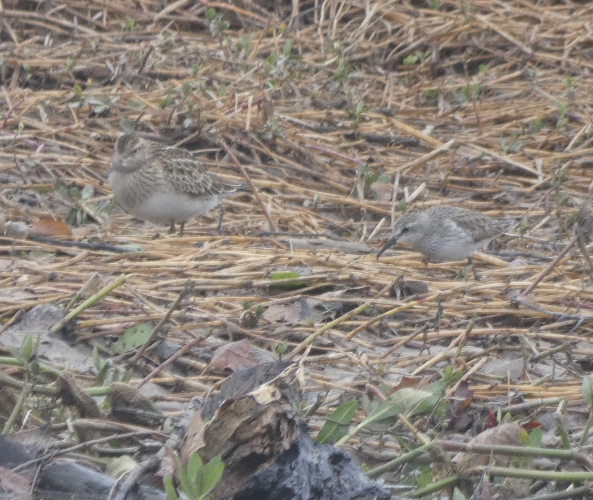 White-rumped Sandpiper - ML489798921