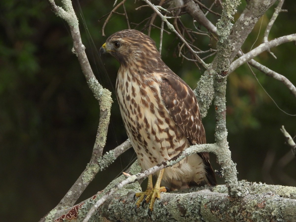 Red-shouldered Hawk - ML489799861