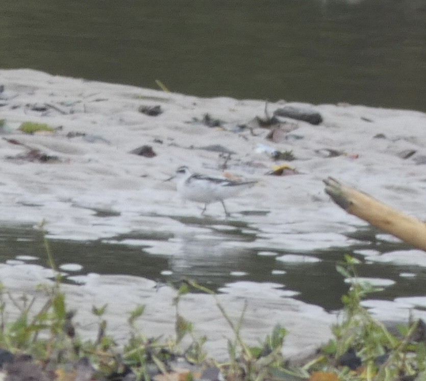 Red-necked Phalarope - ML489799901