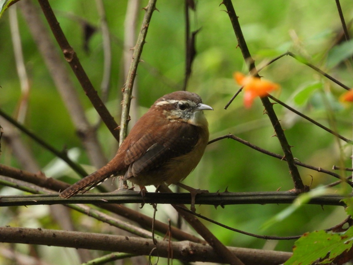 Carolina Wren - ML489799991