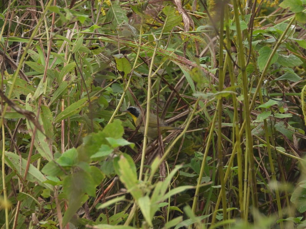 Common Yellowthroat - ML489800091