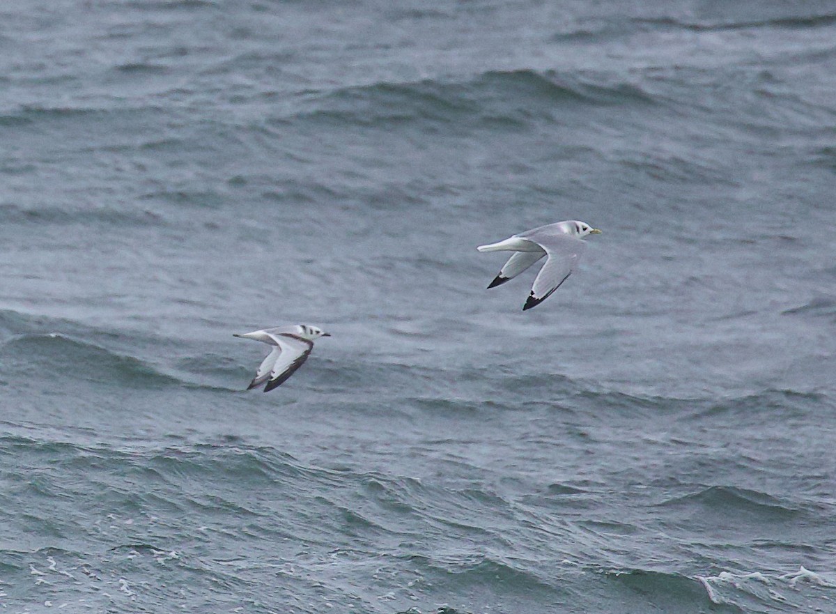 eBird Checklist - 2 Oct 2022 - Halibut Point SP - 38 species (+1 other ...