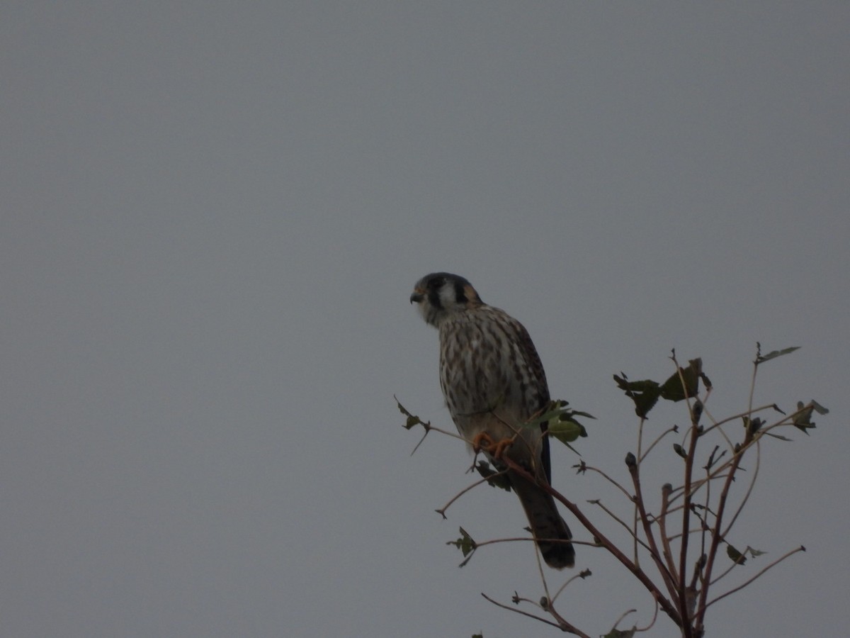 American Kestrel - ML489801041