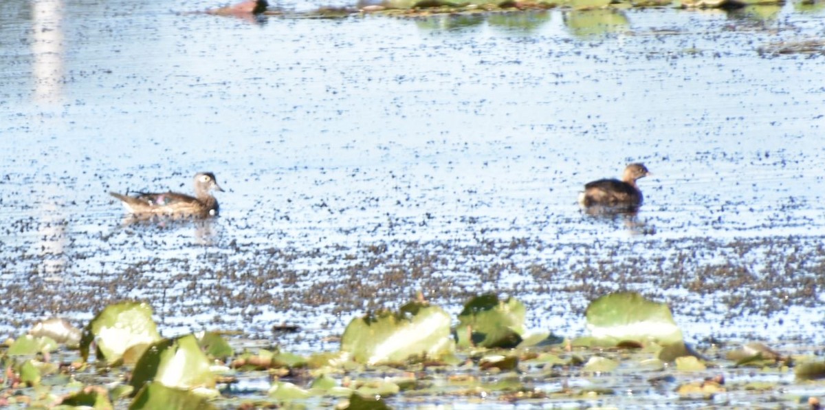 Wood Duck - ML489802291