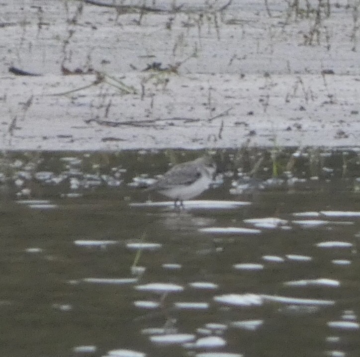 White-rumped Sandpiper - ML489802411