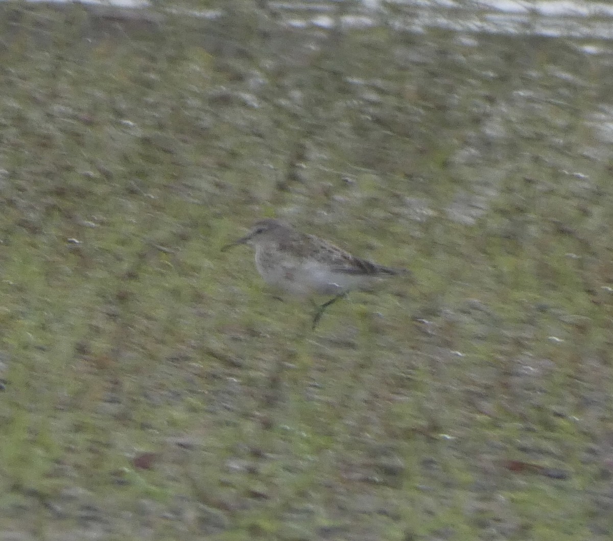 White-rumped Sandpiper - ML489802441