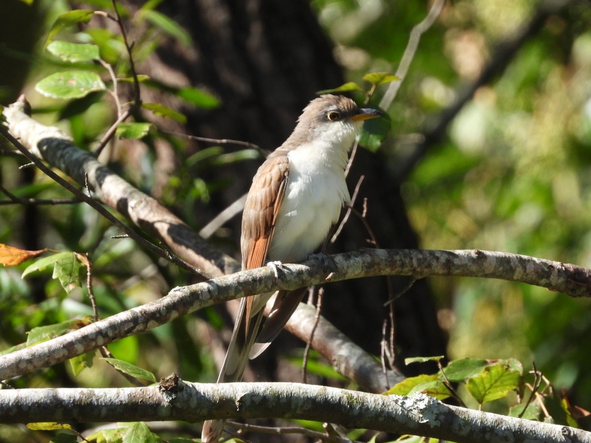 Yellow-billed Cuckoo - ML489802491