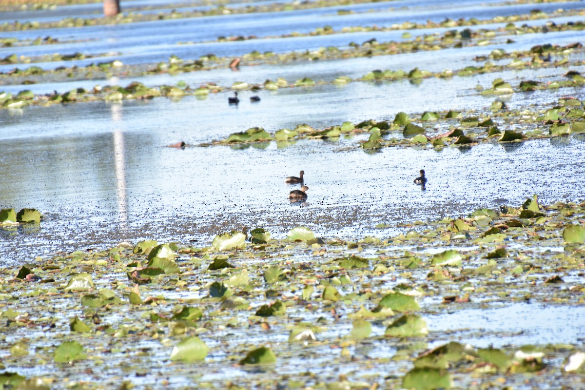 Pied-billed Grebe - ML489802551