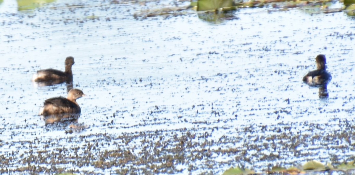 Pied-billed Grebe - Brian Bardy