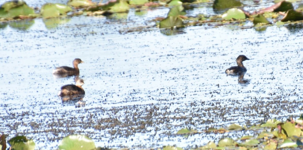 Pied-billed Grebe - ML489802641