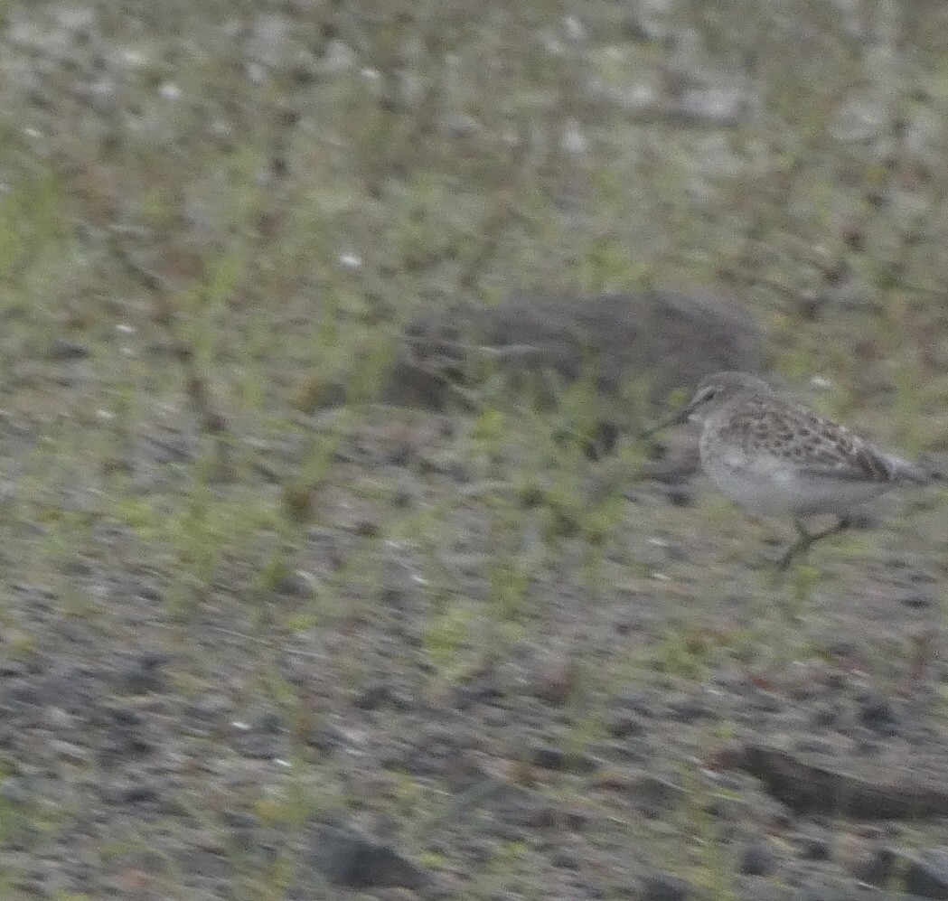 White-rumped Sandpiper - ML489802691