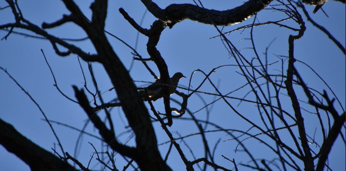 Mourning Dove - ML489802721