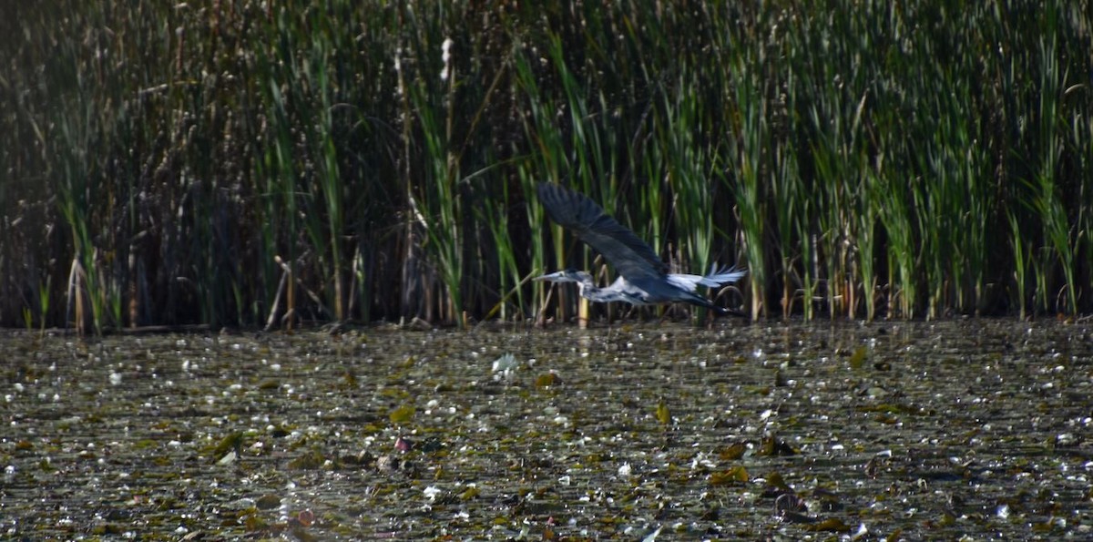 Great Blue Heron - Brian Bardy