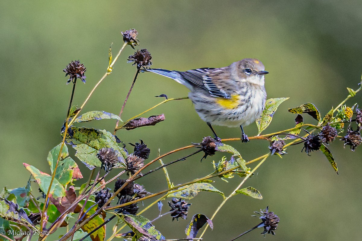 Yellow-rumped Warbler - ML489803881