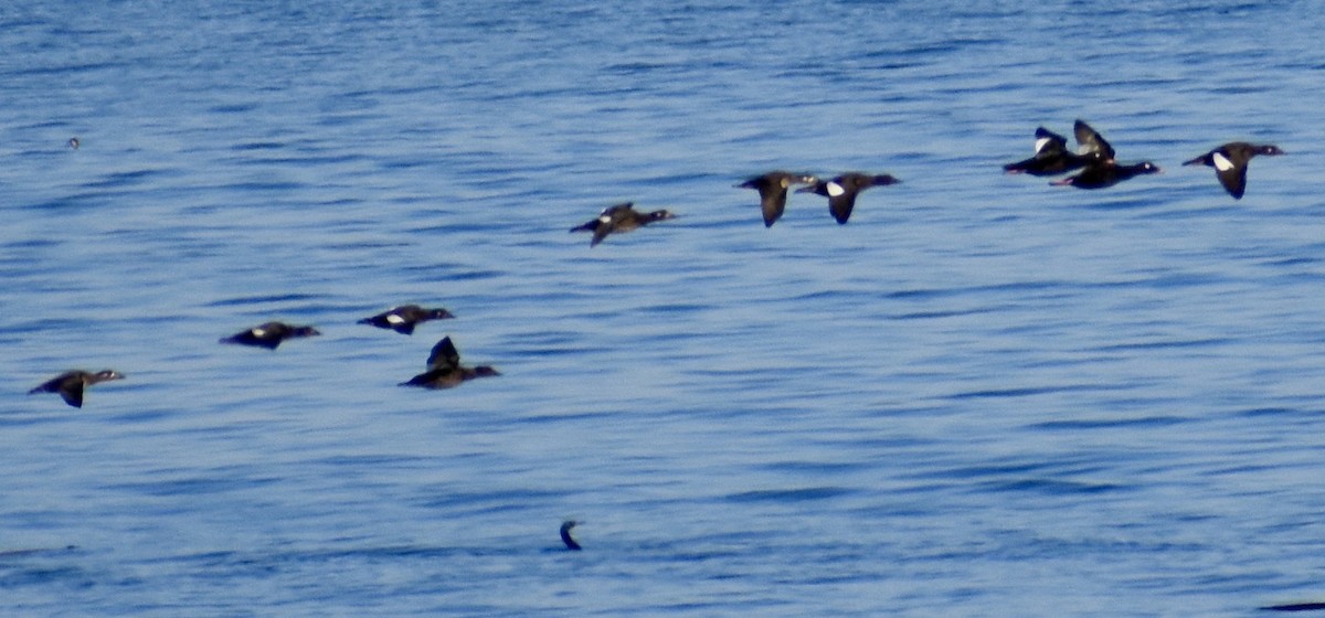 White-winged Scoter - ML489804131