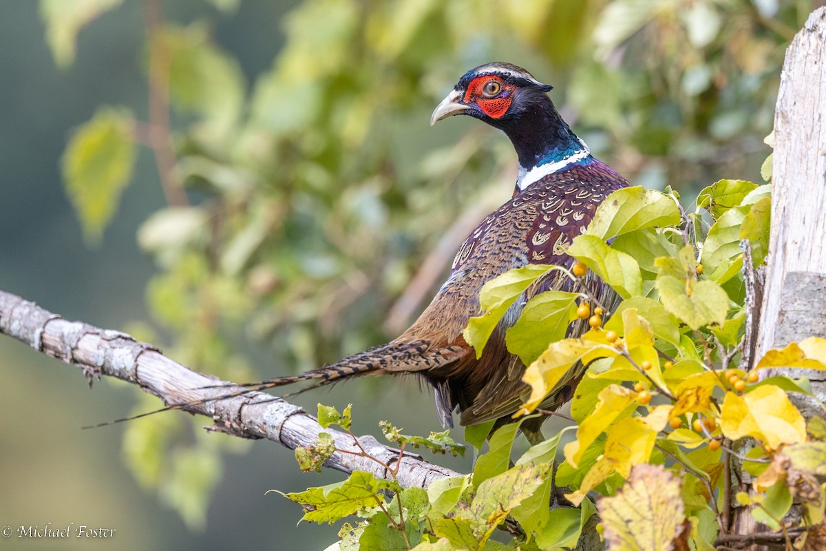 Ring-necked Pheasant - Michael Foster