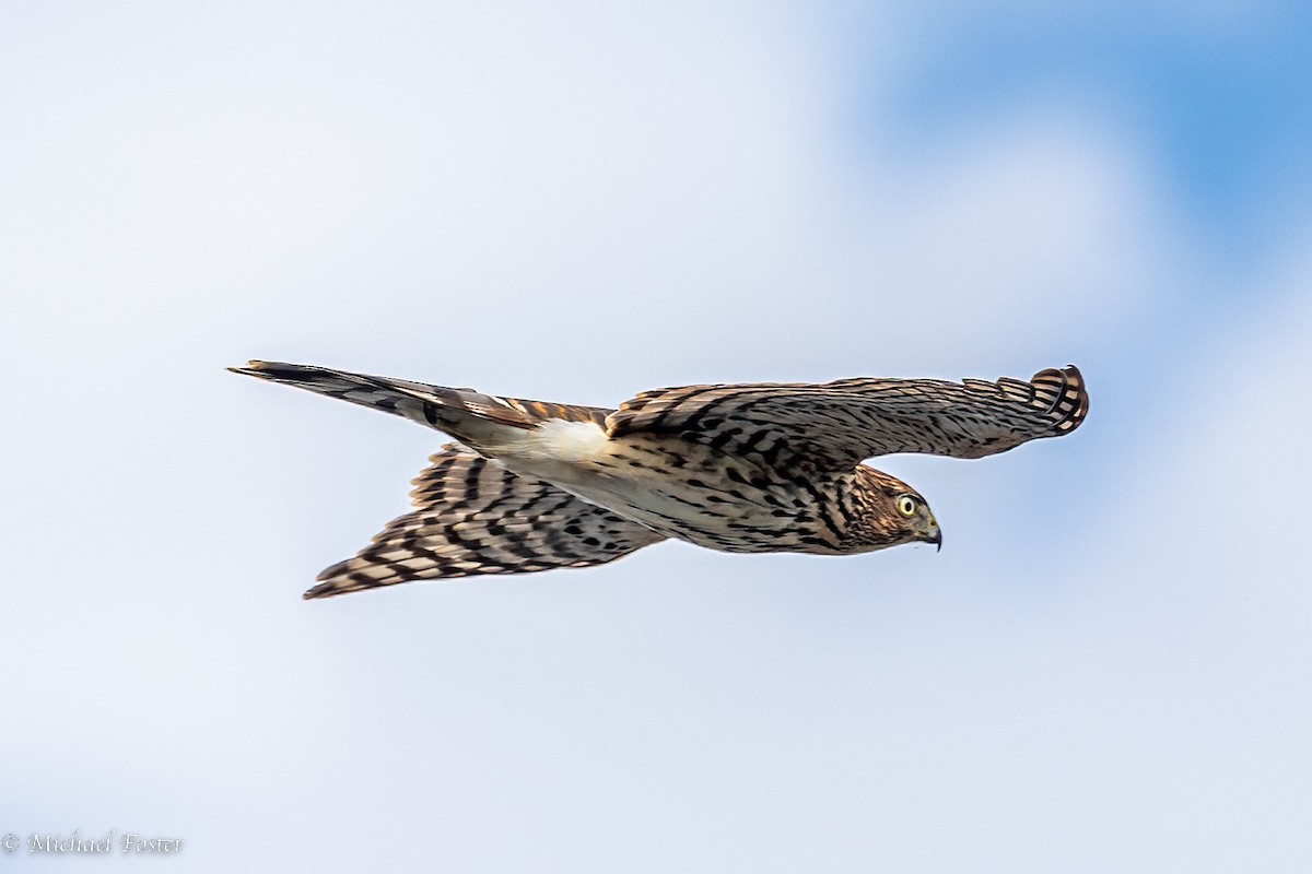 Cooper's Hawk - Michael Foster