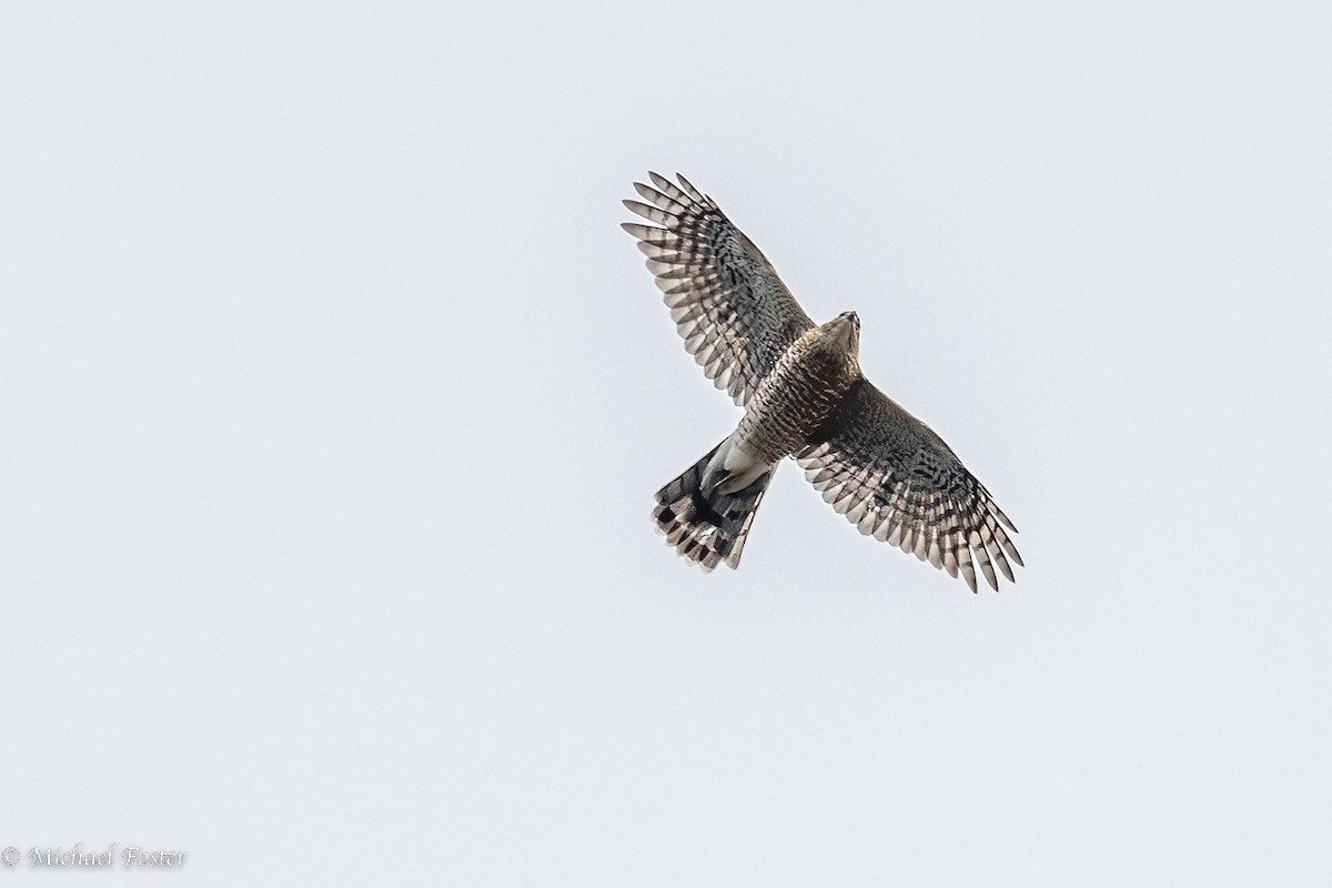 Cooper's Hawk - ML489804611