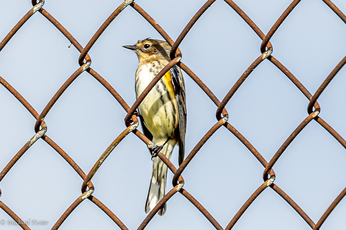 Yellow-rumped Warbler - Michael Foster