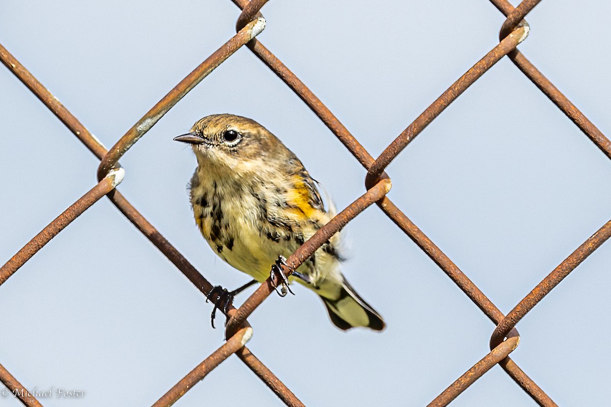 Yellow-rumped Warbler - Michael Foster