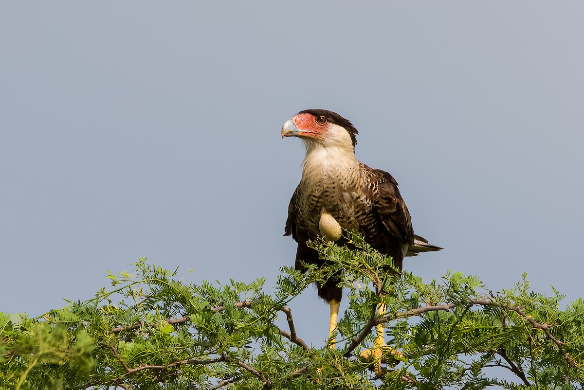 Crested Caracara - ML489805101